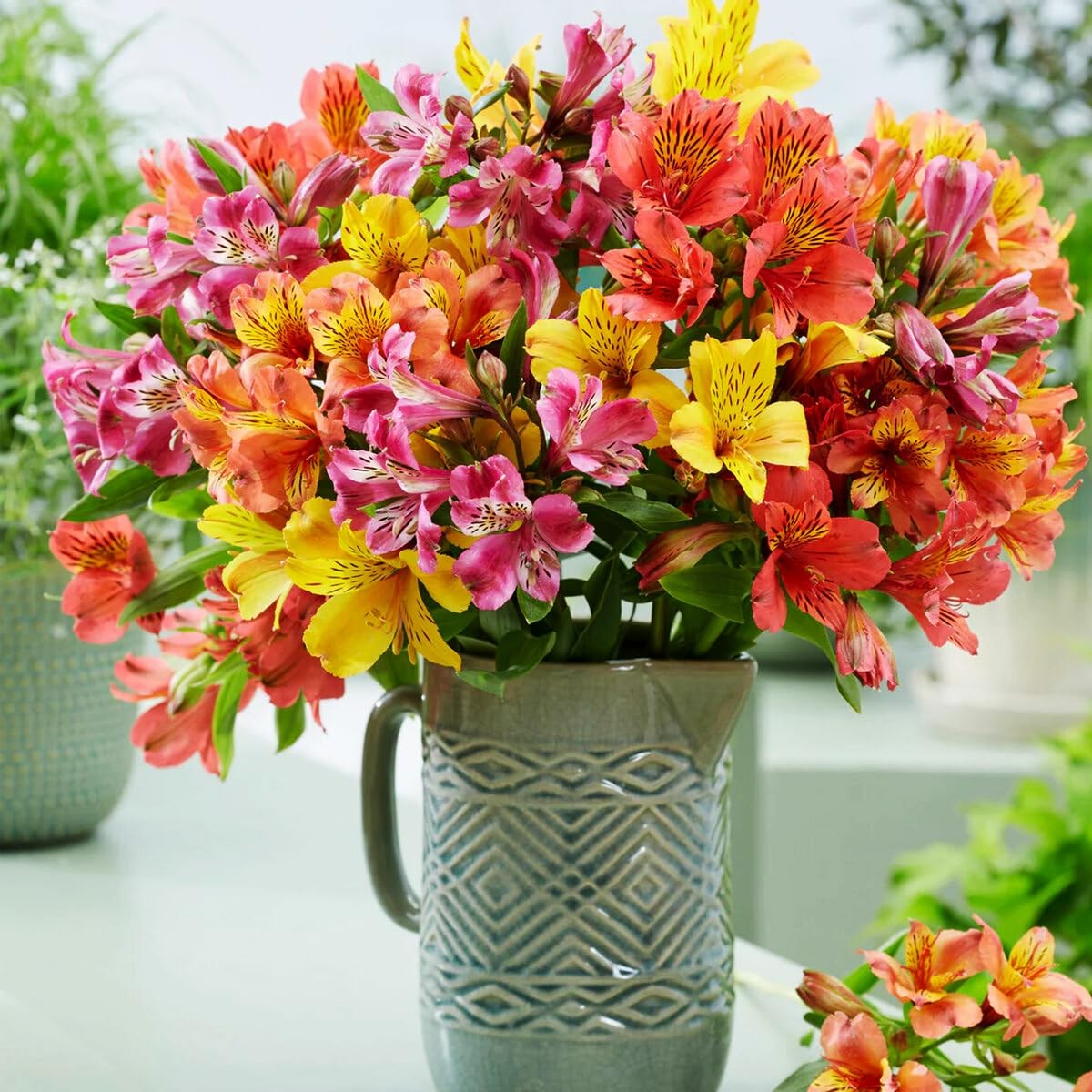 30+ Mixed Alstroemeria Seeds for Planting Outdoors-Perennial Peruvian