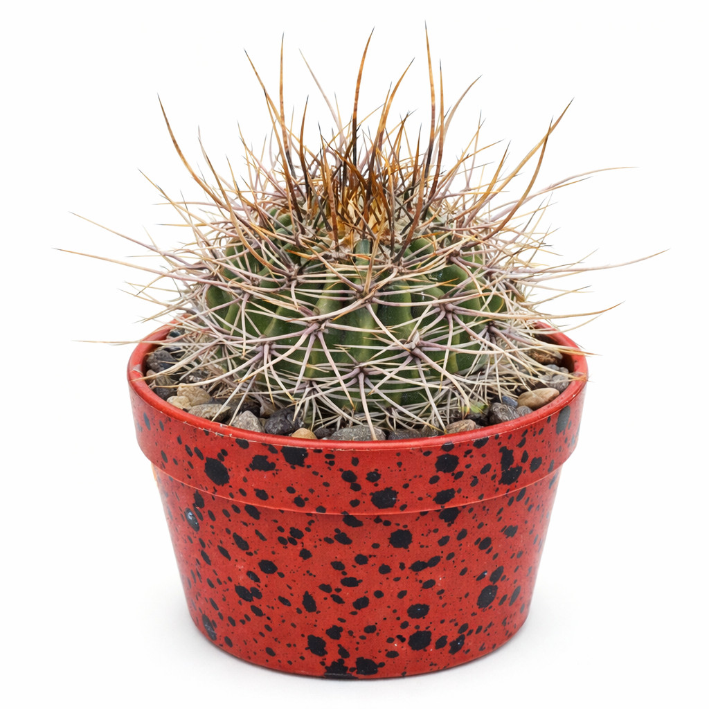 Echinopsis leucantha SEEDS – Rare Cactus SEEDS
