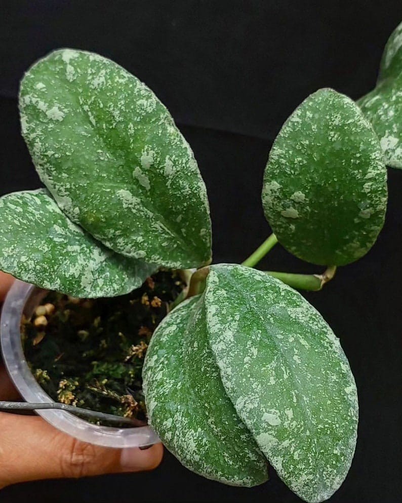 Hoya Waymaniae Splash Tropical Indor Outdor Wax Plant