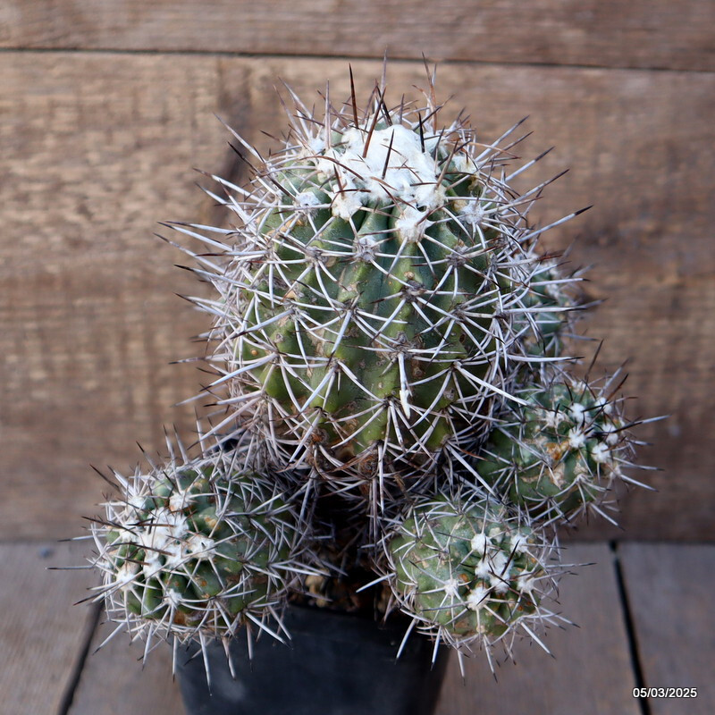 D1160 COPIAPOA COQUINBANA pot 10 cm H 17 cm W 17 cm MaMa Cactus