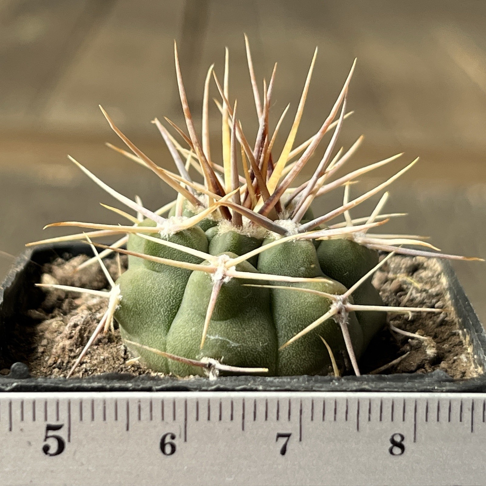 A12-1472.G.bicolor, JL172, Agua Colorado, Cordoba, Arg, own root