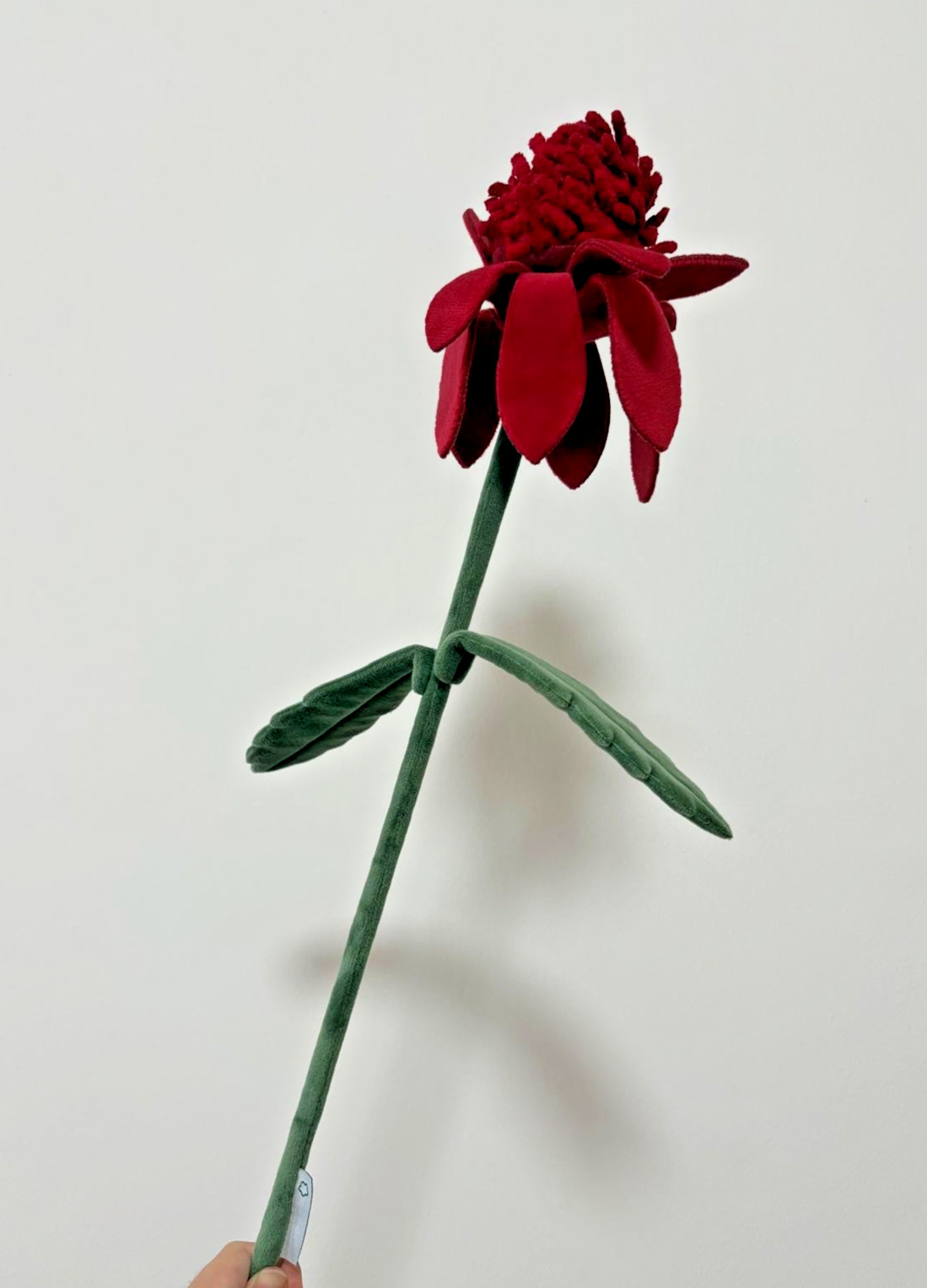 CJ Hendry Sydney, Australia Native – Waratah Flower