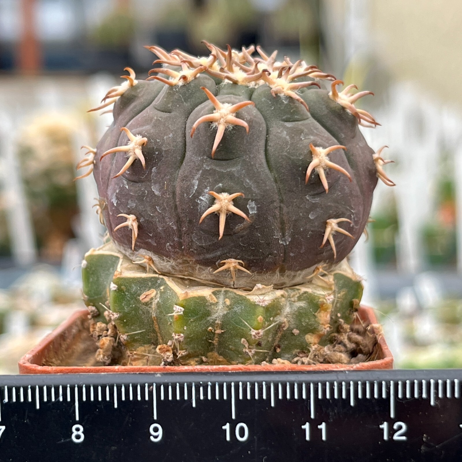 A27-589. Gymnocalycium spegazzinii v. unguispinum SL-44b (Grafted)