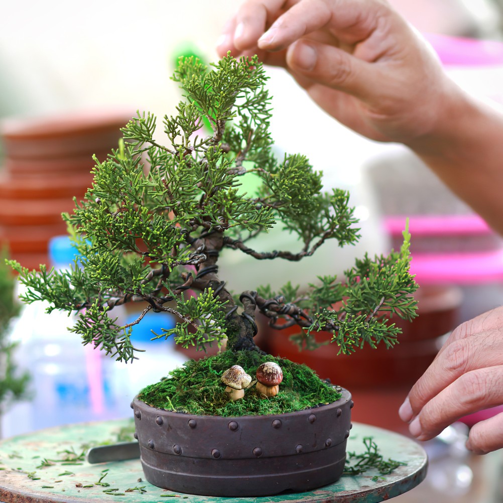 Green Moss Plant Crafts Decorative for Bonsai Artificial Crafting