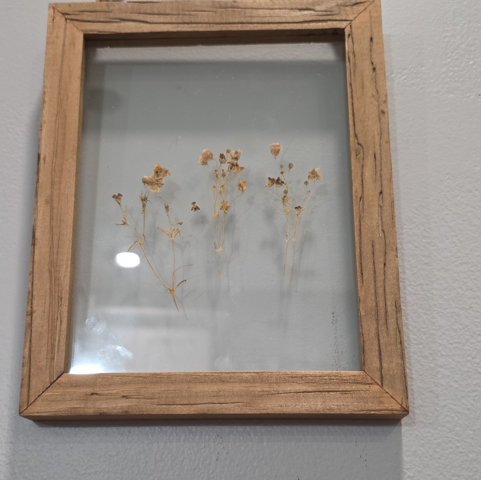 Framed Pressed Dried Flowers Wall Decor, Wood & Glass, Floral Beige/Brown