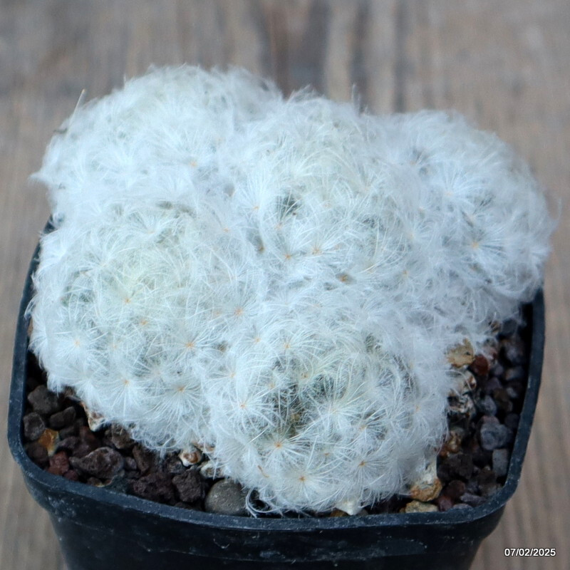 A9363 MAMMILLARIA PLUMOSA pot7-H5-W9 cm MaMa Cactus