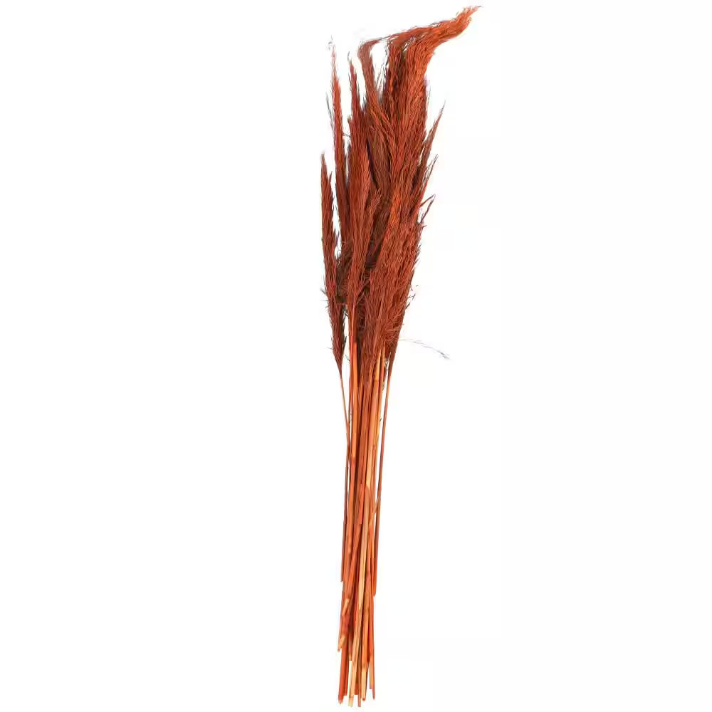 35 In. Tall Pampas Grass Natural Foliage (1 Bundle)