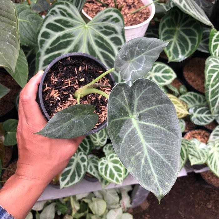 Alocasia Regal Shield – Large Dark Shield Foliage Live Plant Grow in Pot