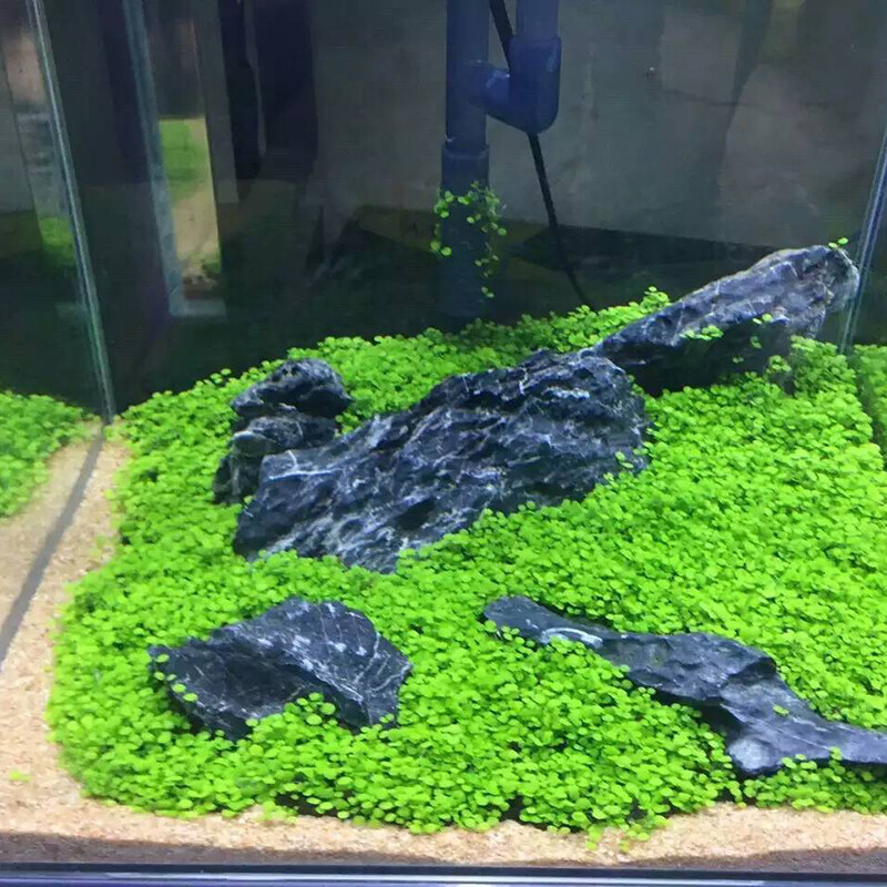 Aquarium Plant seeds Fish Tank Aquatic Water Grass Foreground Easy Plants 10g