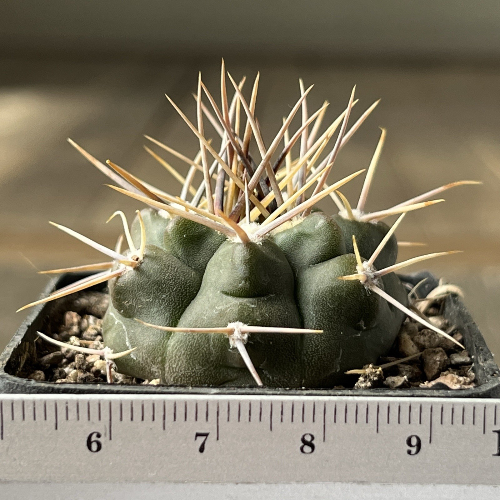 A12-270.G.bicolor, JL172, Agua Colorado, Cordoba, Arg, own root