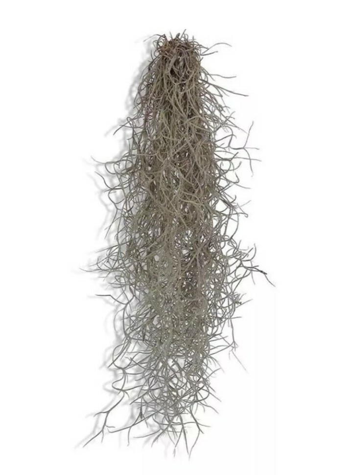 Fresh Florida Dried RED Spanish Moss: 1 Gallon size, Air Plant, Florist, Craft