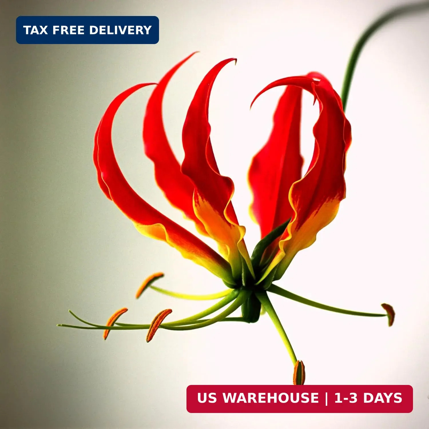 CarpetC 30+ Flame Lily Seeds for Planting, Gloriosa superba Glory Lily Climbing