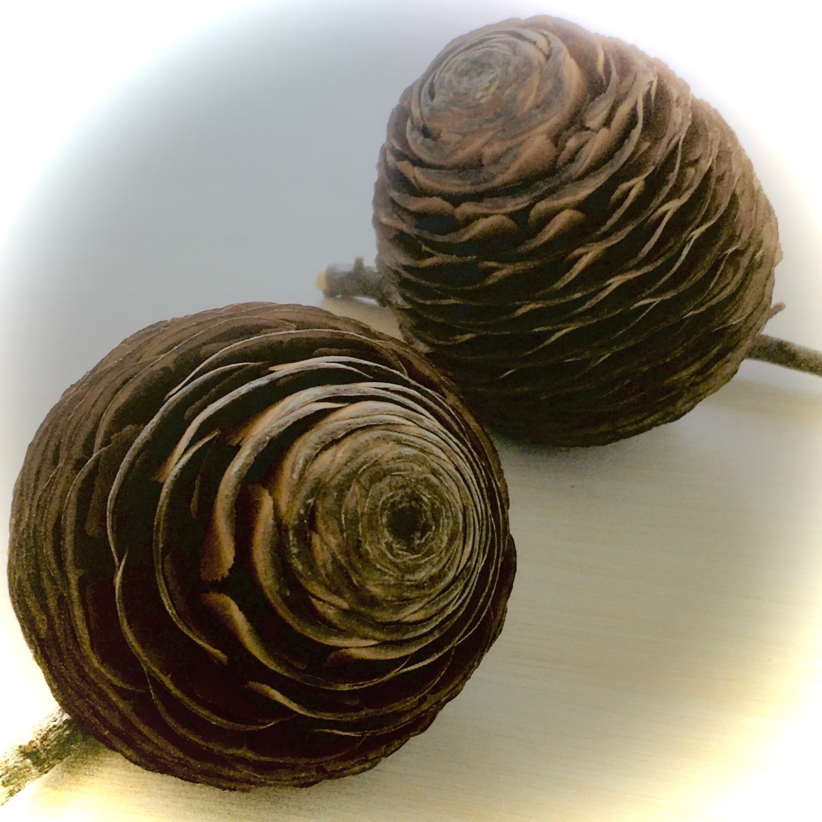 1 Pcs Cedar Cone Of Lebanon | Cedrus Libani Cedar Cone