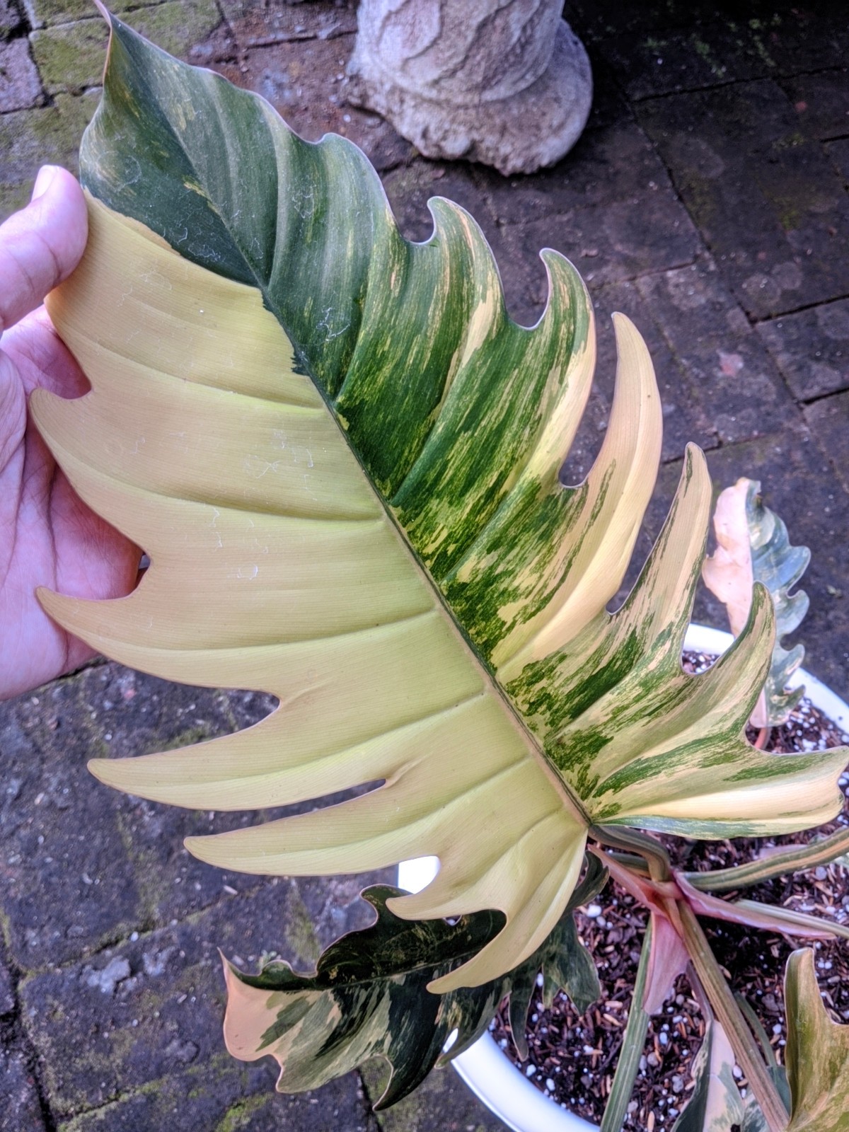 Philodendron Caramel Marble Variegated Real Picture Free Phitosanytari
