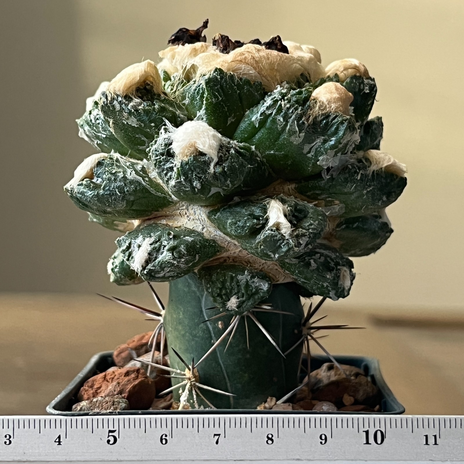 A52-188 Cactus hybrid (fissuratus x retusus)