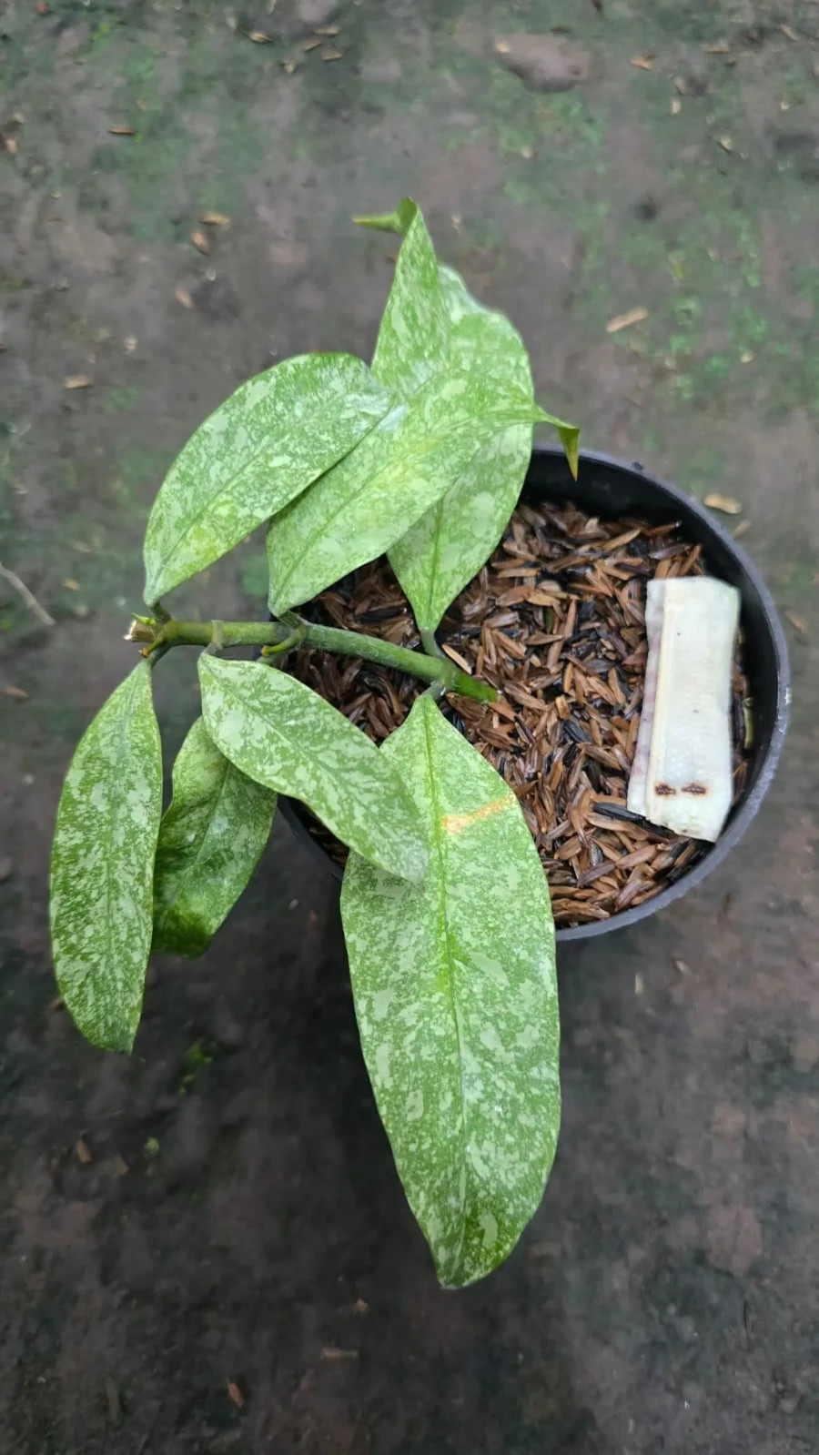 Real Picture Hoya Multiflora Silver Rare Plant