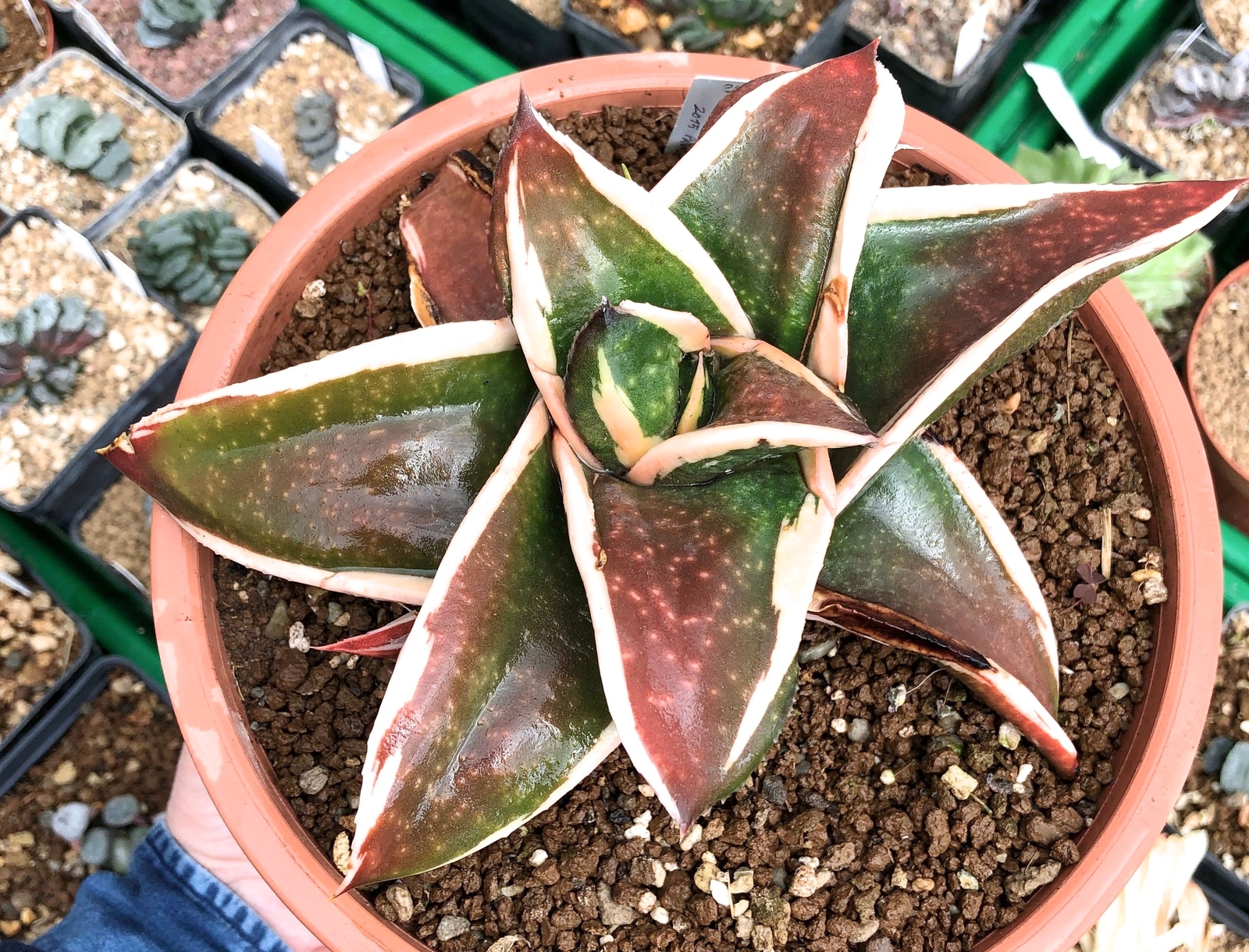 Gasteria cv GAGYU-RYU NISHIKI WHITE VARIEGATED –