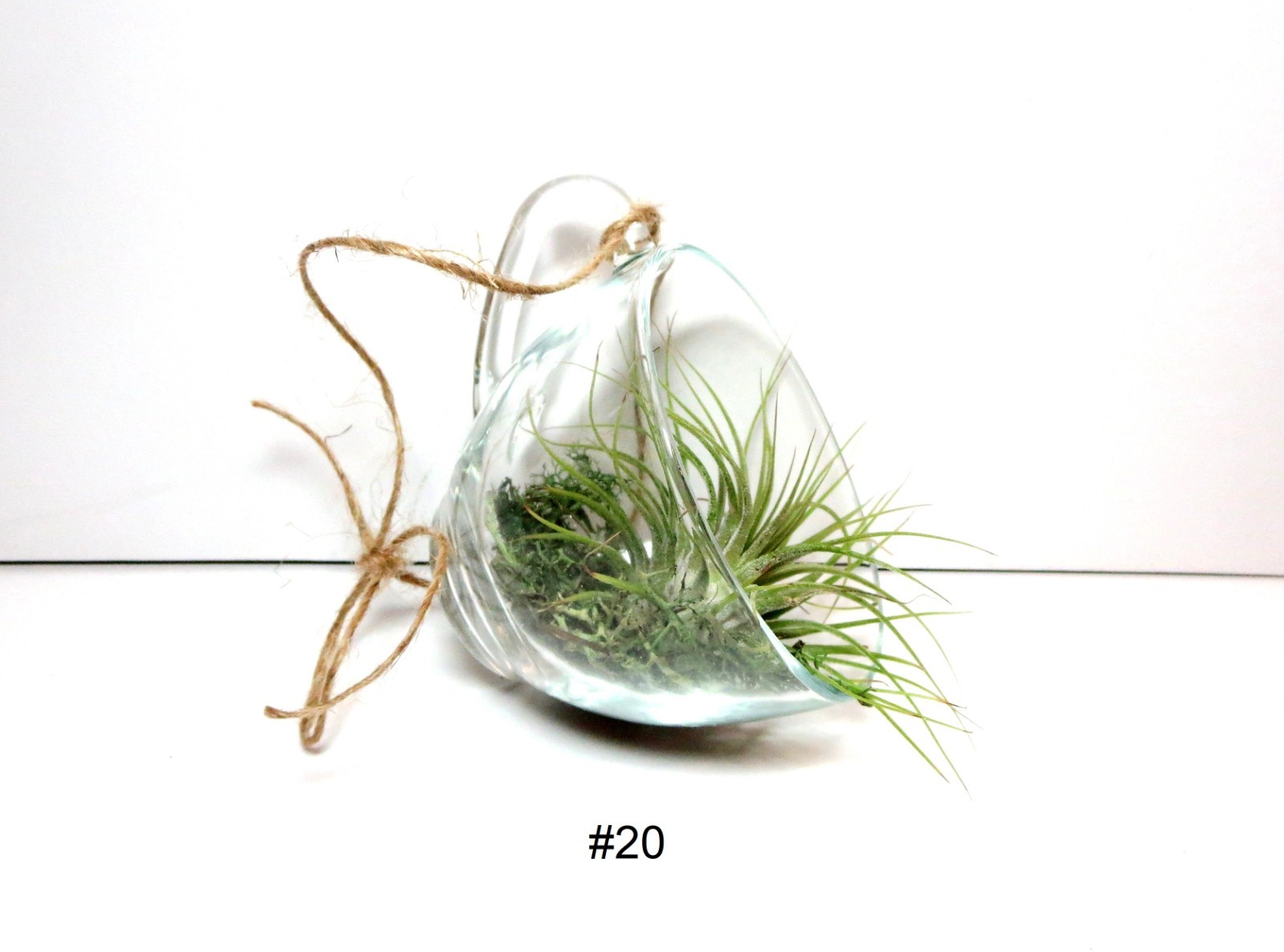 Air Plant Wall Decor Shell Air Plant Display Hanging Tillandsia Minimalist