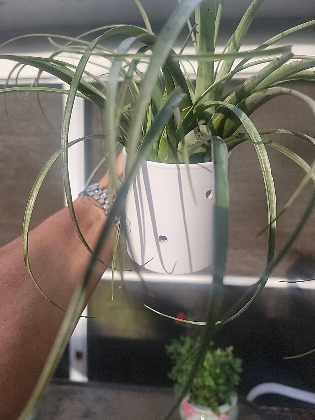 Tillandsia gardneri Homemade garden decor outdoor indoor air plants hangable