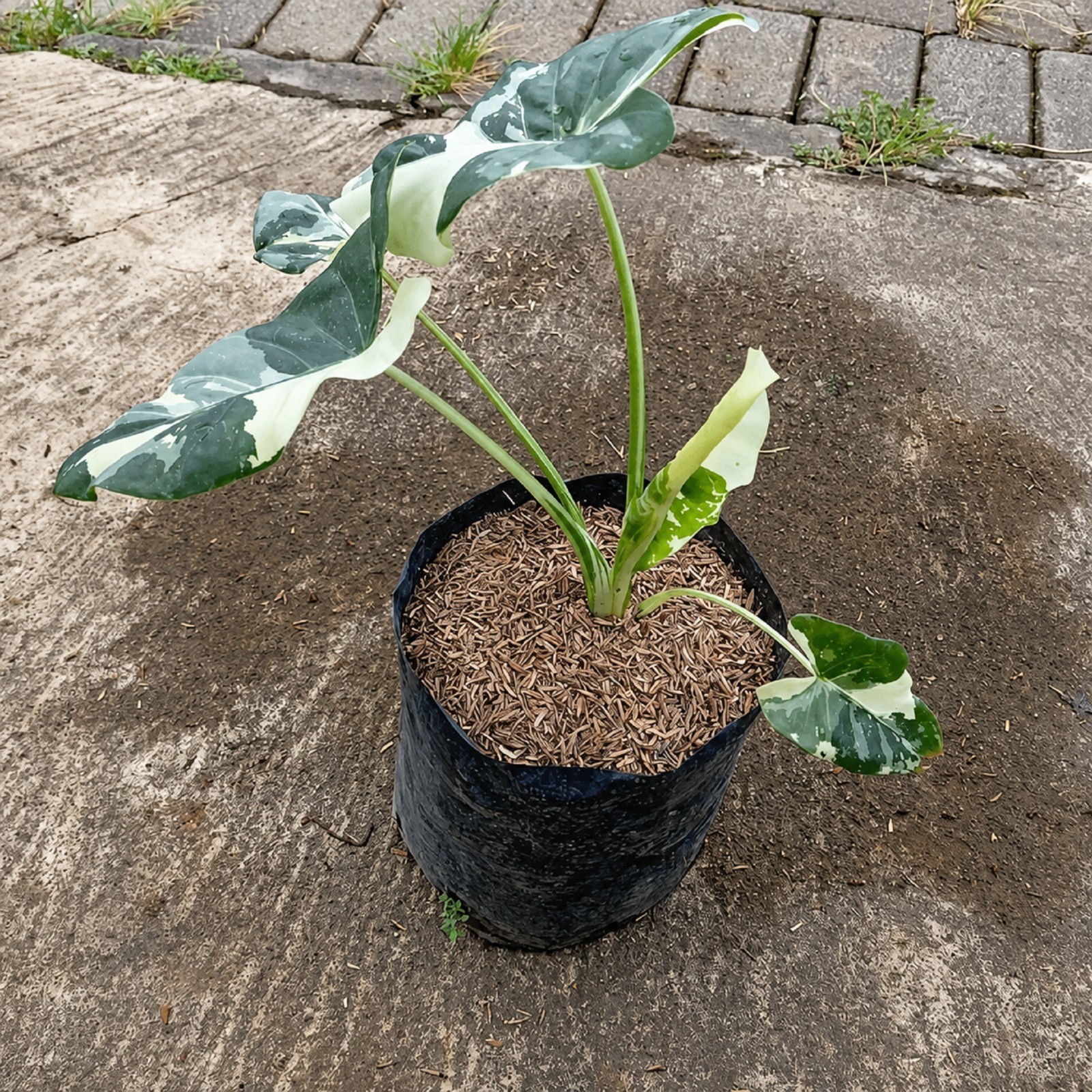 Alocasia Macrorrhiza Variegated Rare Tropical Plant Collector Aroid Rooted Plant