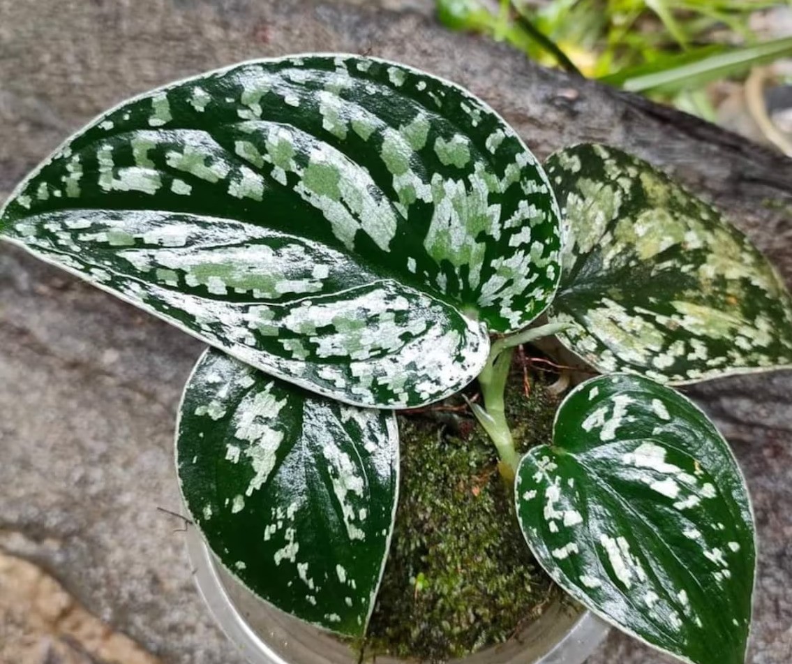 Scindapsus Tricolor Sp Borneo Rare Tropical Indor Outdor Plant