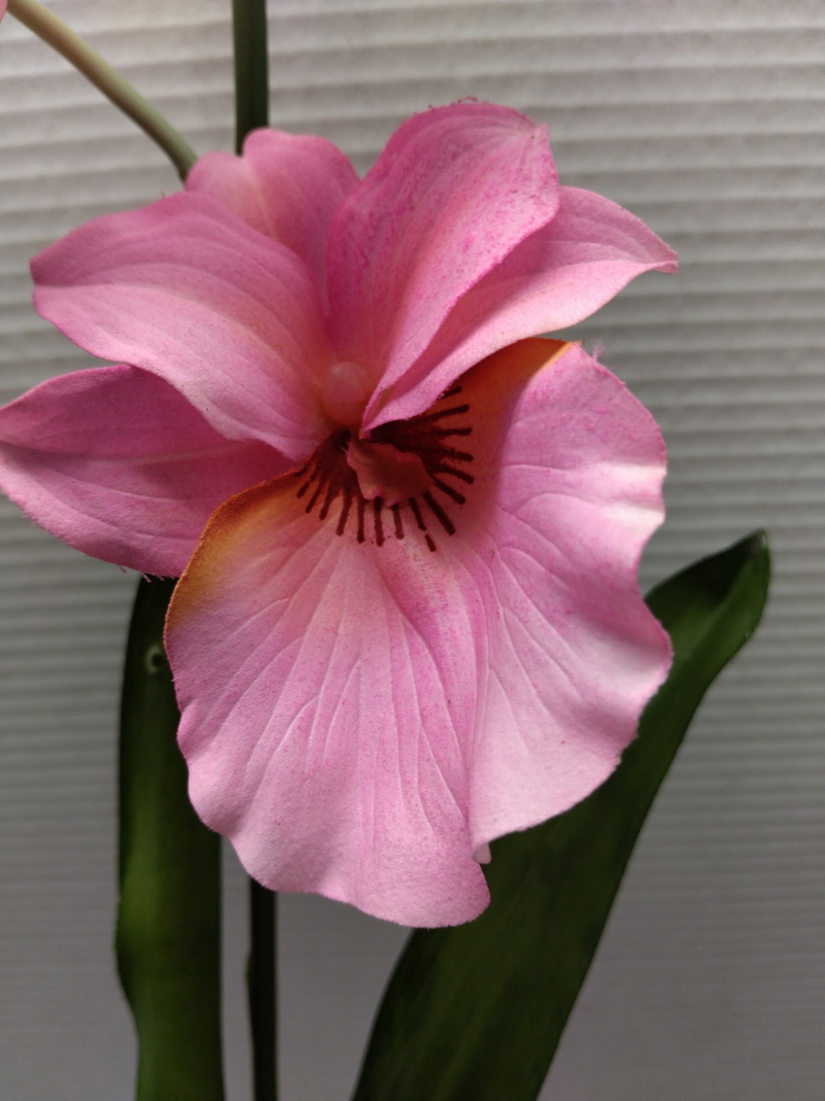 ARTIFICIAL miltoniopsis orchid plant