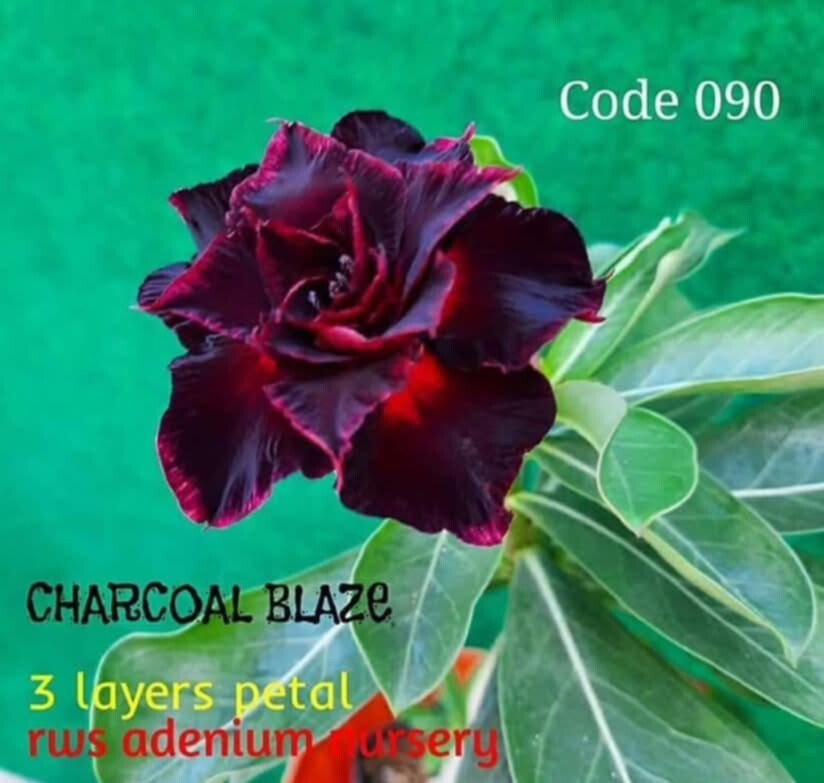 adenium plant