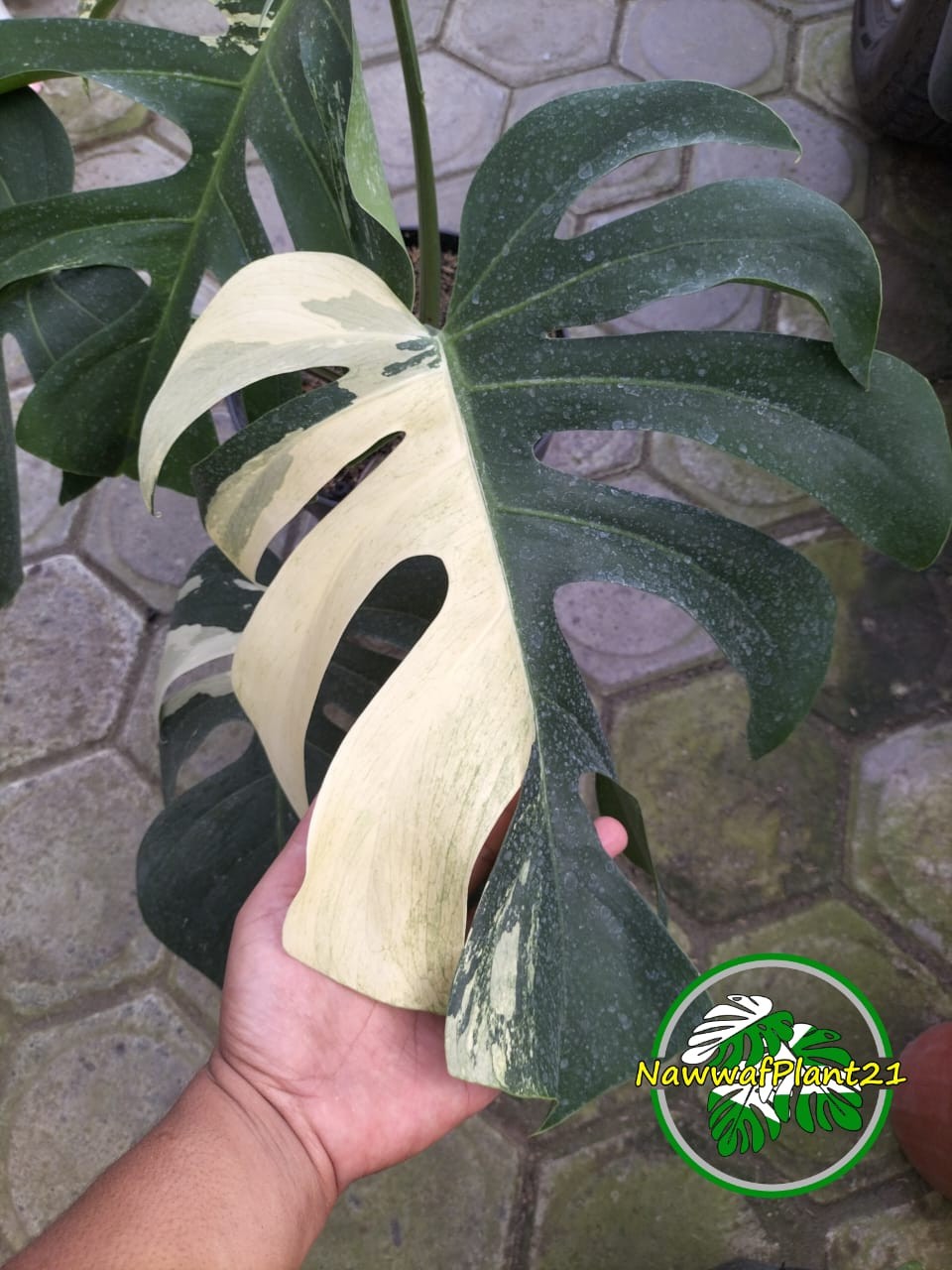 Monstera Jungle Mint Variegated Mature Real Picture Big Size