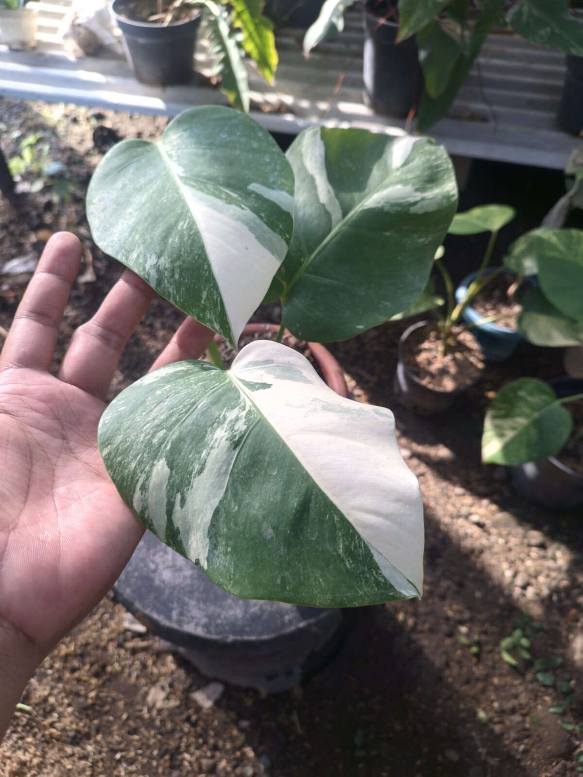 Real Pick Monstera White Tiger Variegated