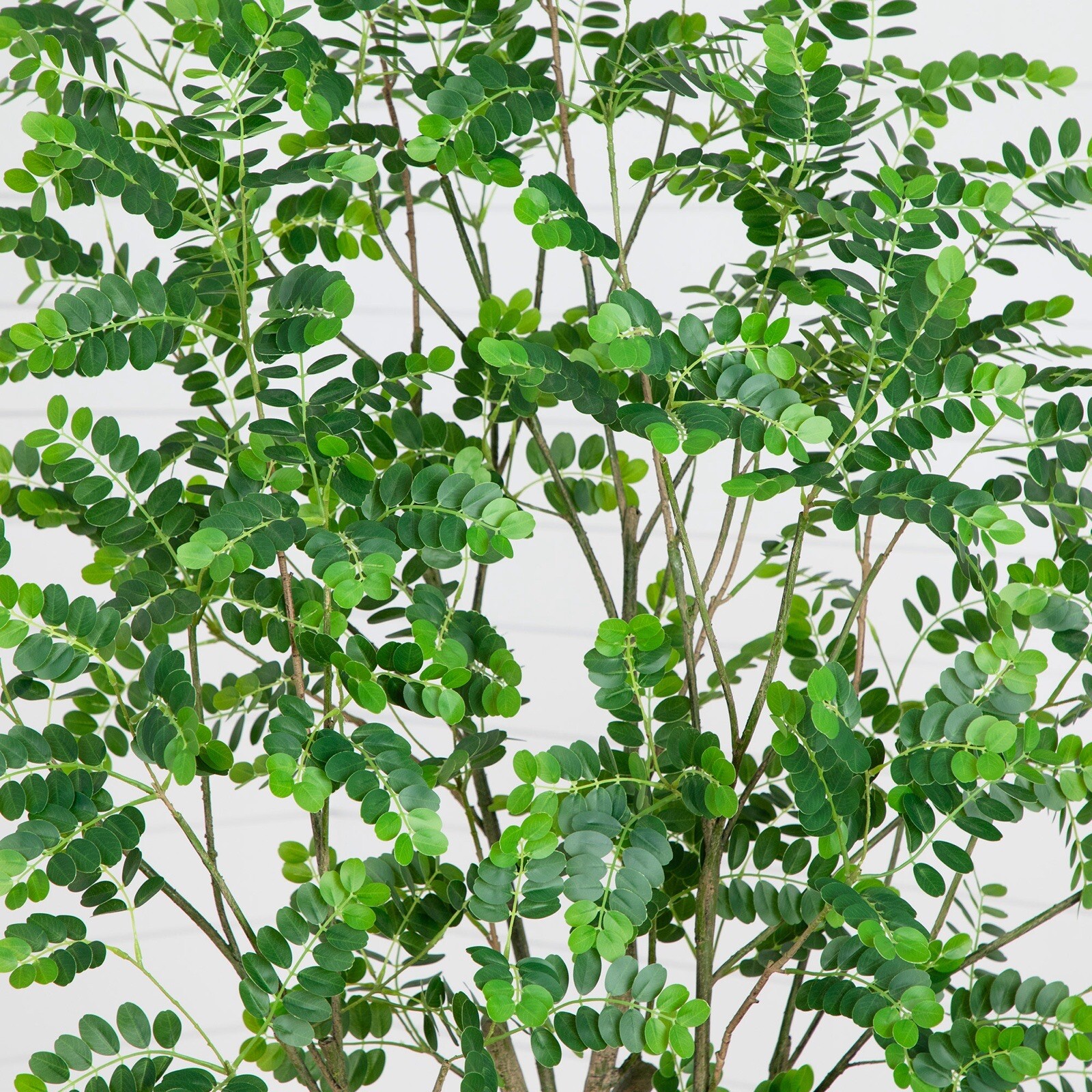 7′ Artificial Greco Citrus Tree with Real Touch Leaves Home Decor. Retail $329