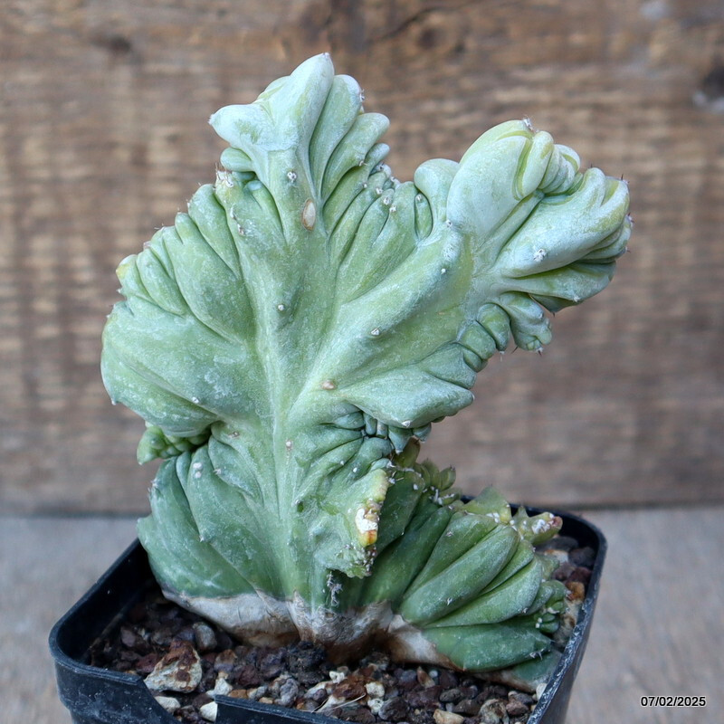 D1498 MYRTILLOCACTUS GEOMETRIZANS CRESTED pot8-H12-W9 cm MaMa Cactus