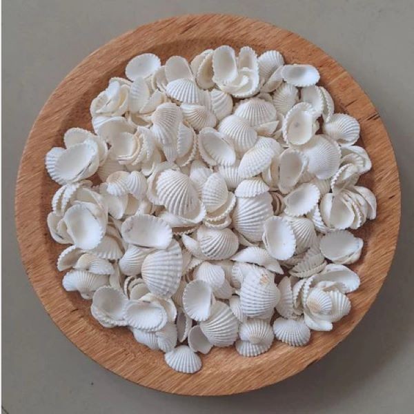New shells for craft and practical materials original 150 grams