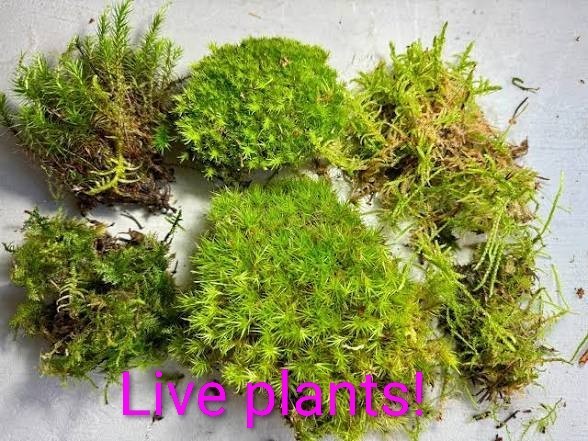 1 Square Foot Of Natural Assorted Live Moss For Decor Terrarium Planting Natura
