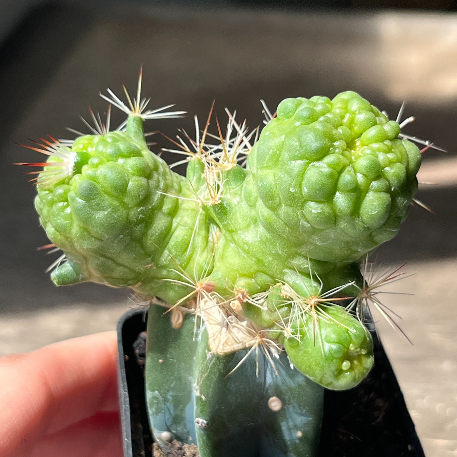 A51-1355 Mammillaria bocasana cv. ‘FRED’, grafted