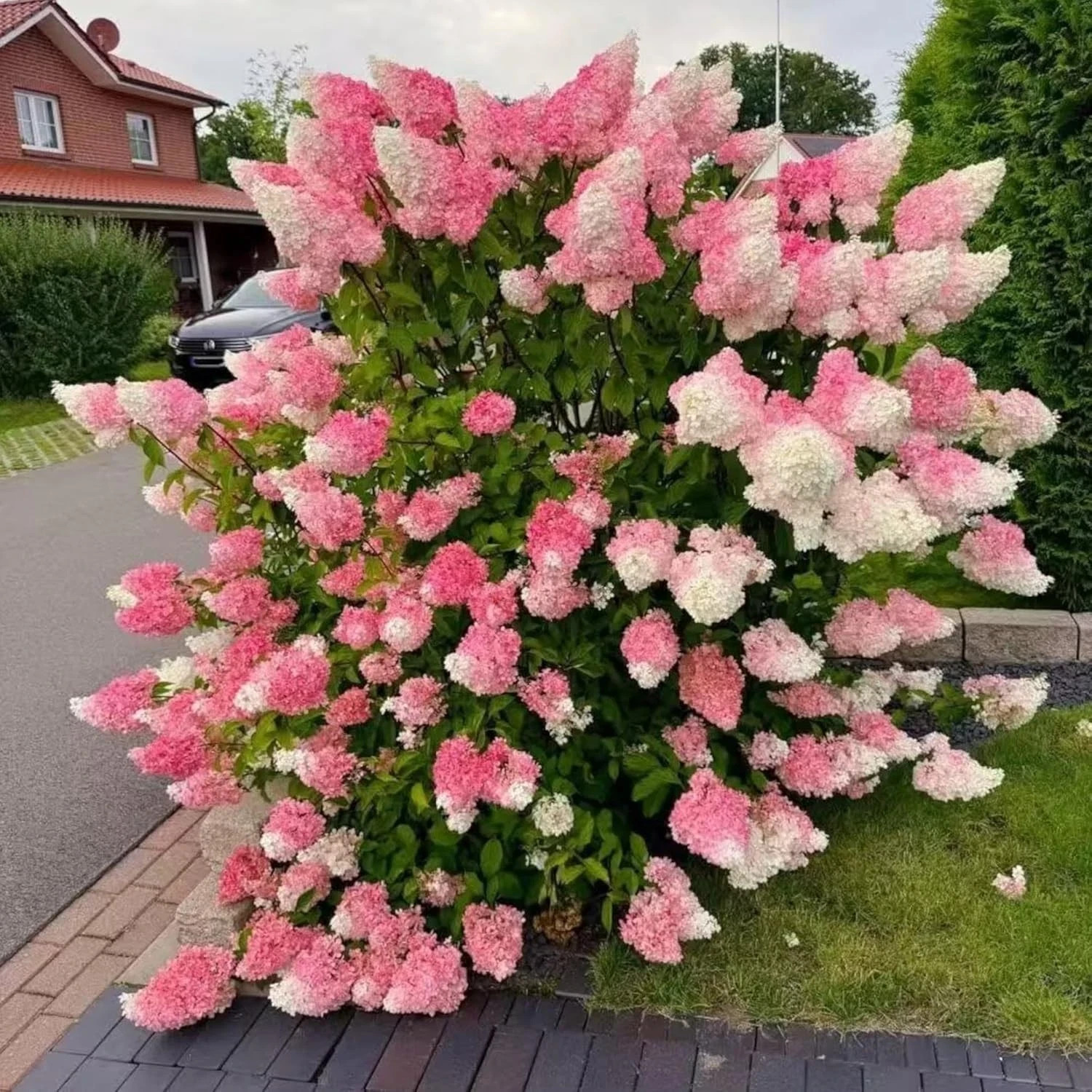 50 Pink and White Hydrangea Seeds – Cone Bloom Variety for Garden Borders and