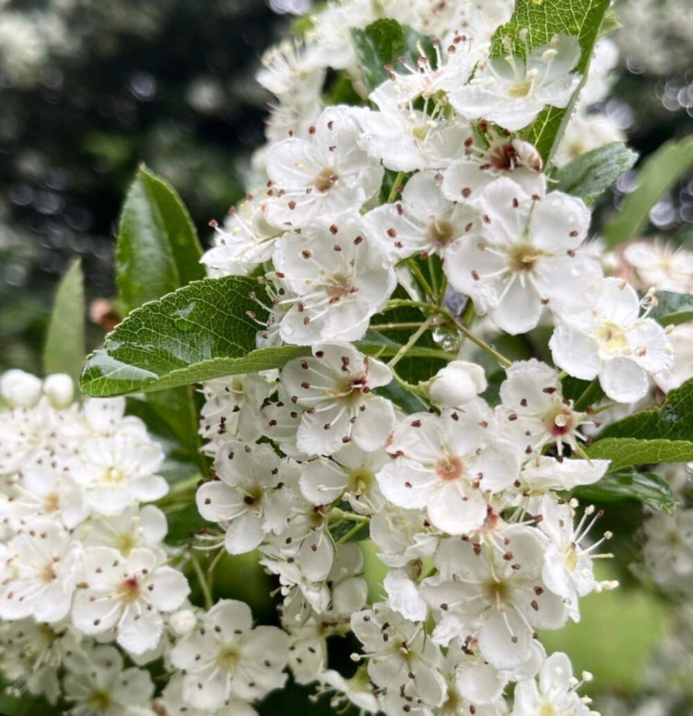 Crataegus crus-galli – Cockspur hawthorn | Thorn apple