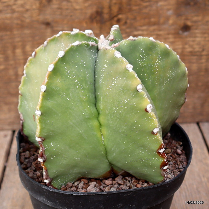 A7163 ASTROPHYTUM MYRIOSTIGMA VARIEGATED pot14-H13-W15 cm MaMa Cactus