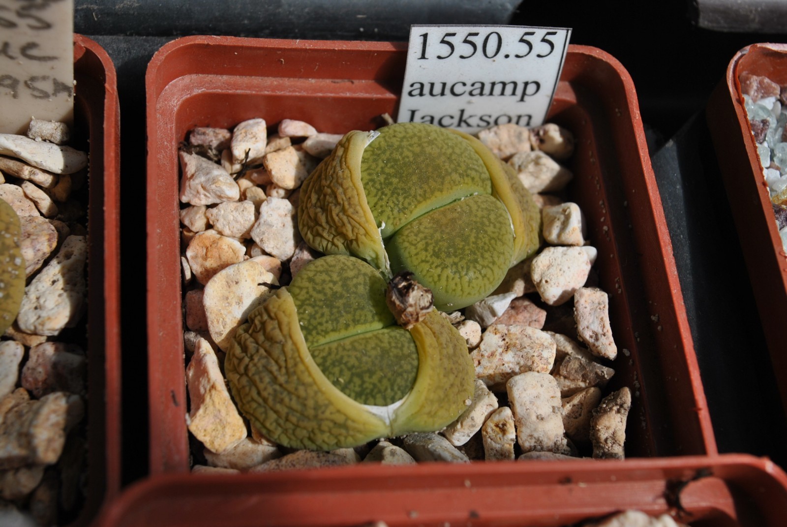 Lithops aucampiae Jackson’s Jade C395A MG1550.55 seeds 50 pcs