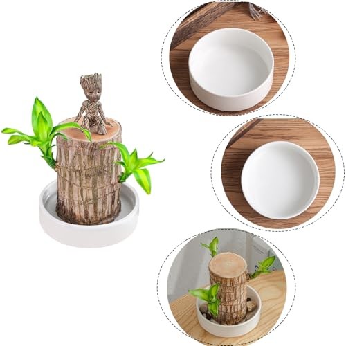 Ceramic Plant Saucer 4” Water Catcher Pot Tray for Brazilian Wood Plant |