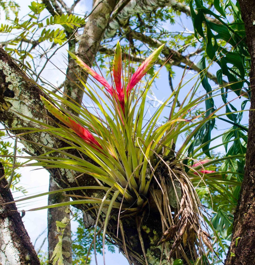 Tillandsia fasciculata – Cardinal airplant | Clustered airplant