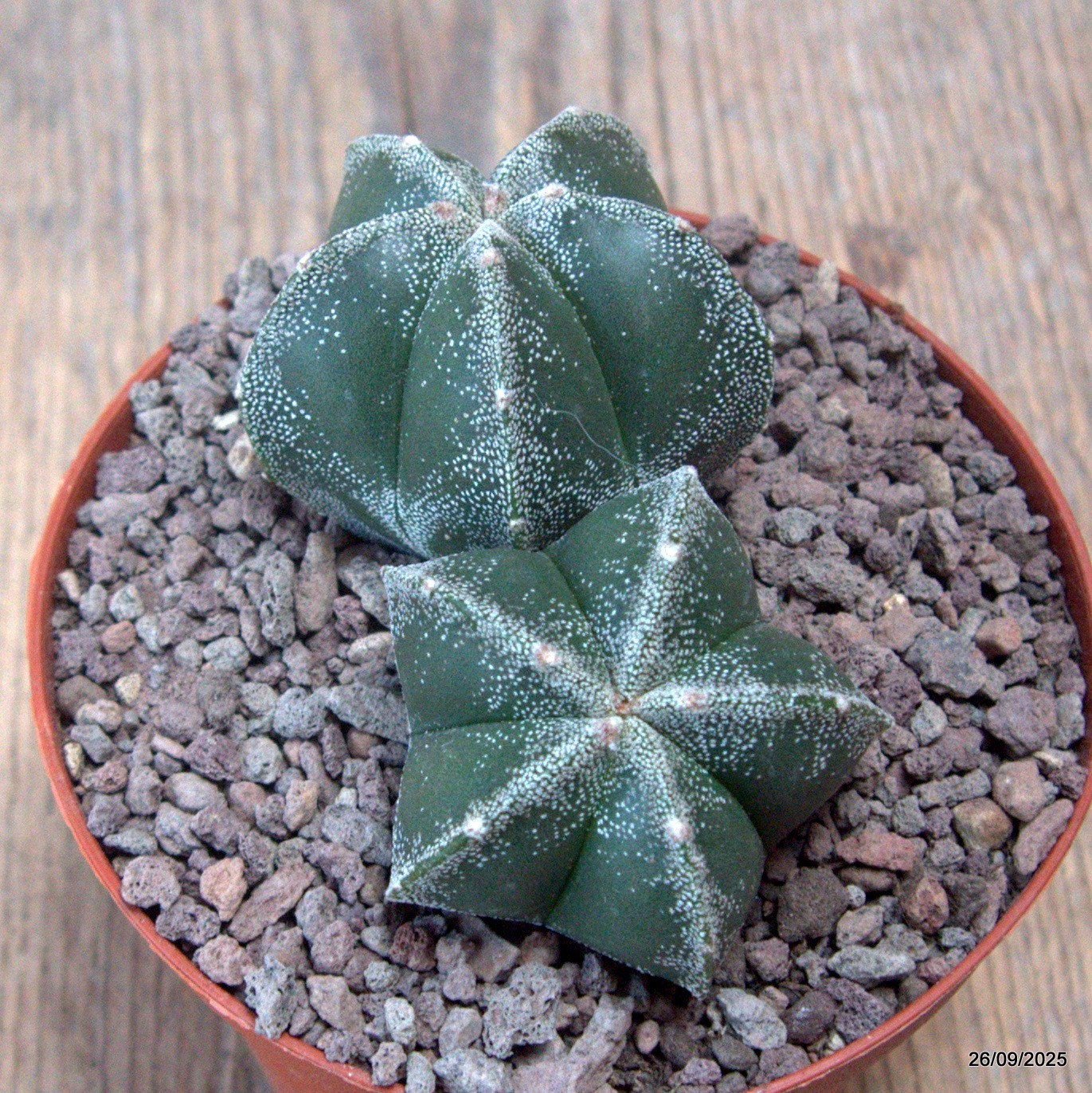 D6695 ASTROPHYTUM MYRIOSTIGMA DICHOTOMIC pot10-H5-W9 cm MaMa Cactus