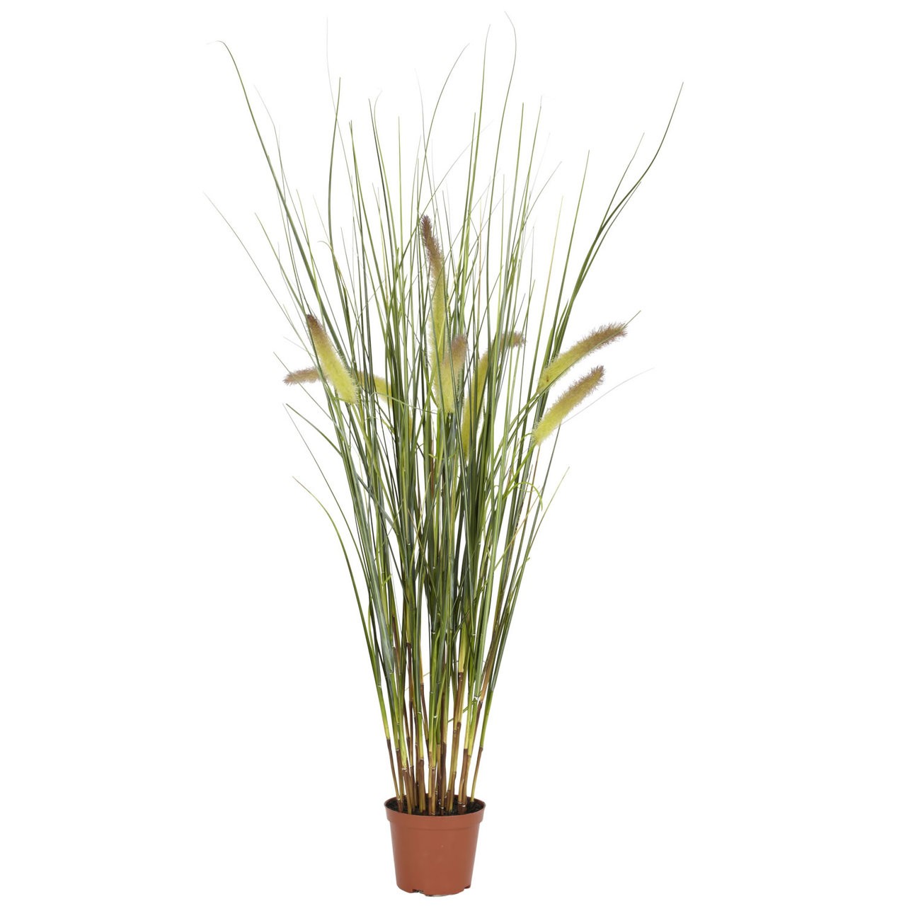 2.5 ft Silk Grass Plant
