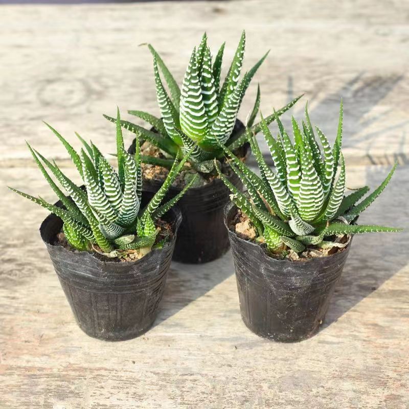 2 Pcs Haworthia Fasciata Attenuata Rare Succulent Plant Exotic Cactus Rare Plant