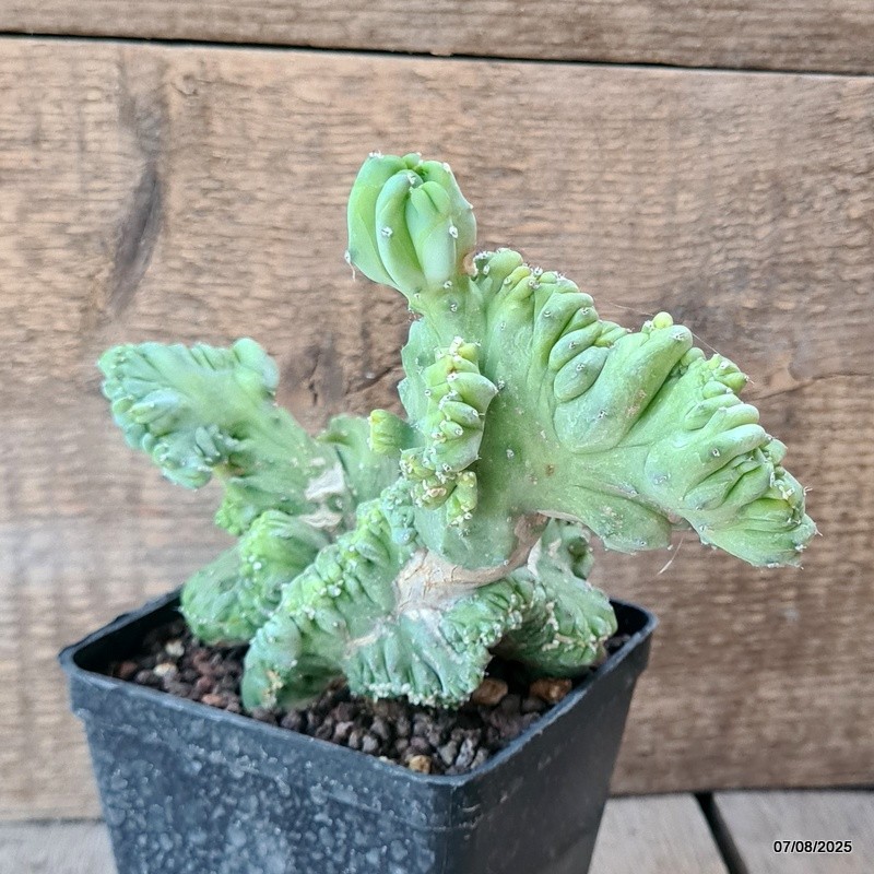 D5755 MYRTILLOCACTUS GEOMETRIZANS CRESTED pot10-H15-W16 cm MaMa Cactus