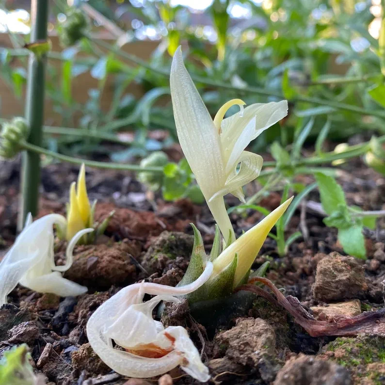 Rare Edible Zingiber mioga 1 Rhizome – Japanese ginger | Myoga