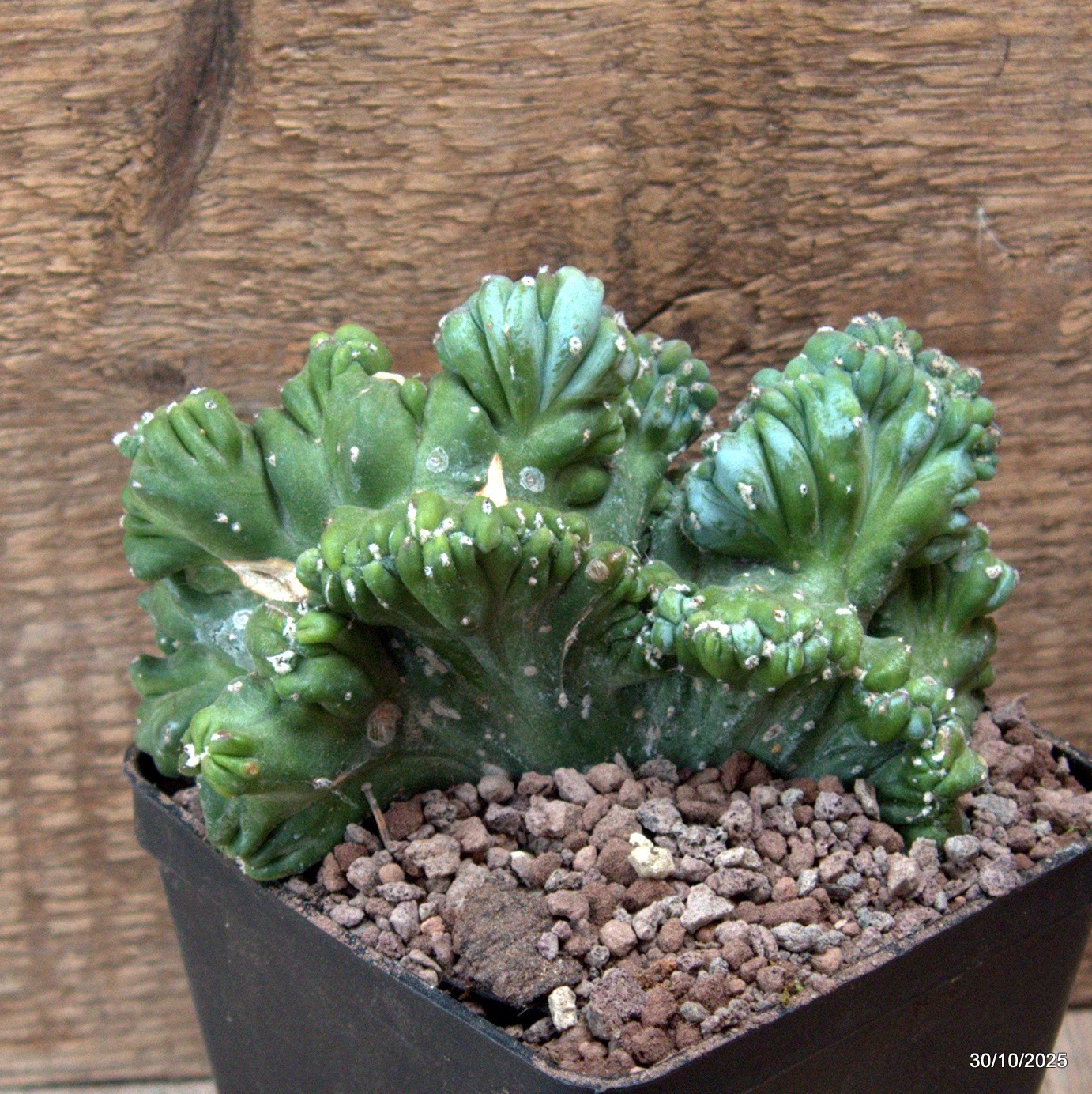 D7229 MYRTILLOCACTUS GEOMETRIZANS CRESTED pot10-H10-W14 cm MaMa Cactus