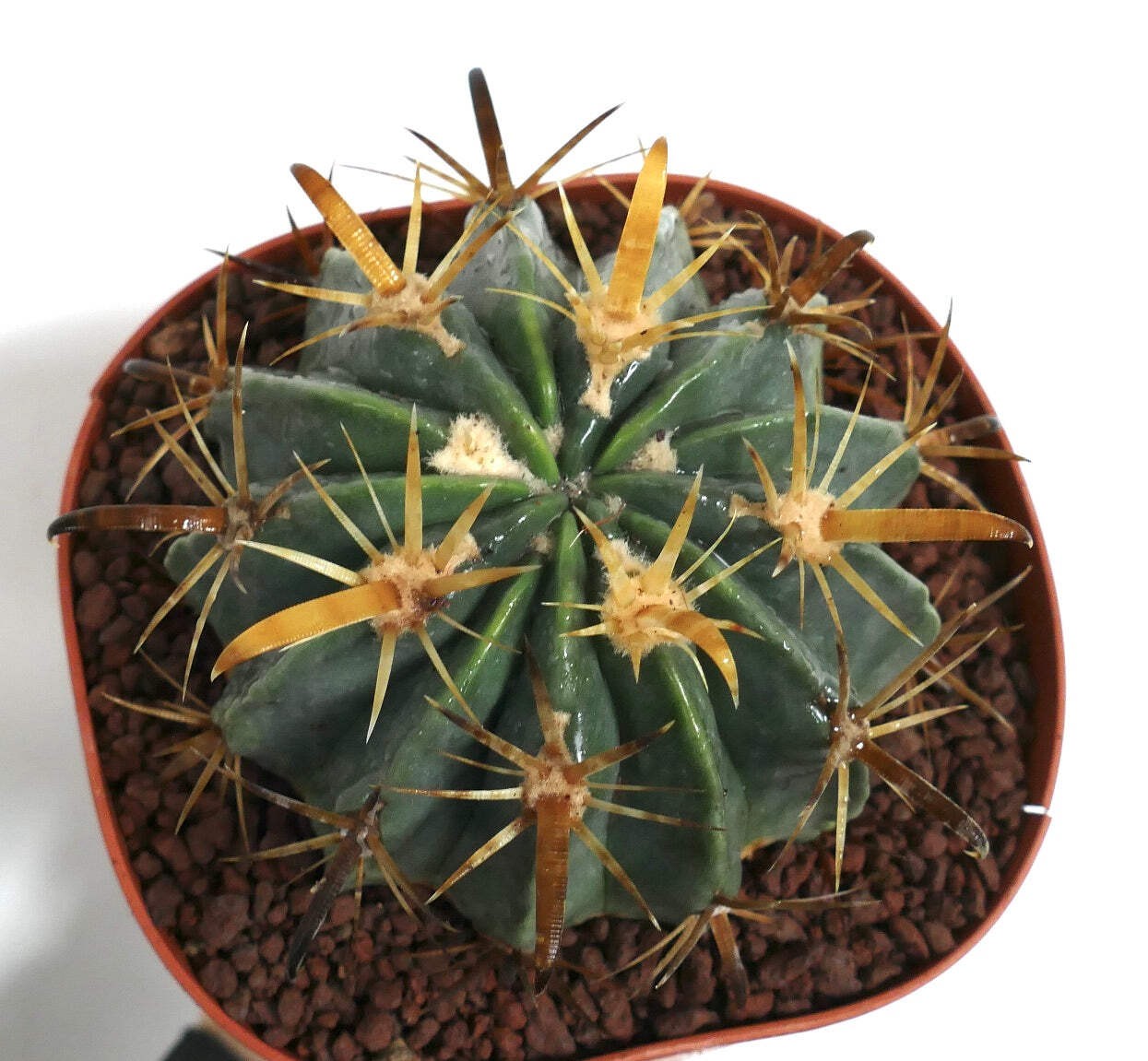 Ferocactus latispinus var. flavispinus STRONG SPINES – Devil’s tongue cactus | F