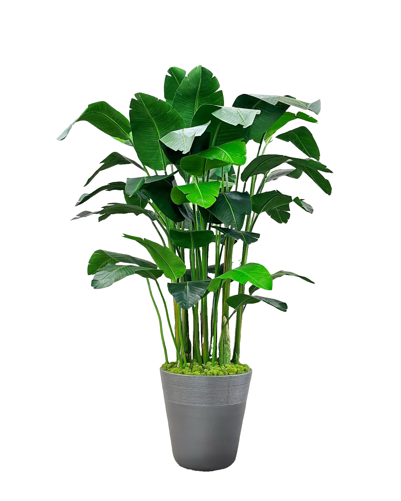 Winward Home Banana Palm in Planter 84″