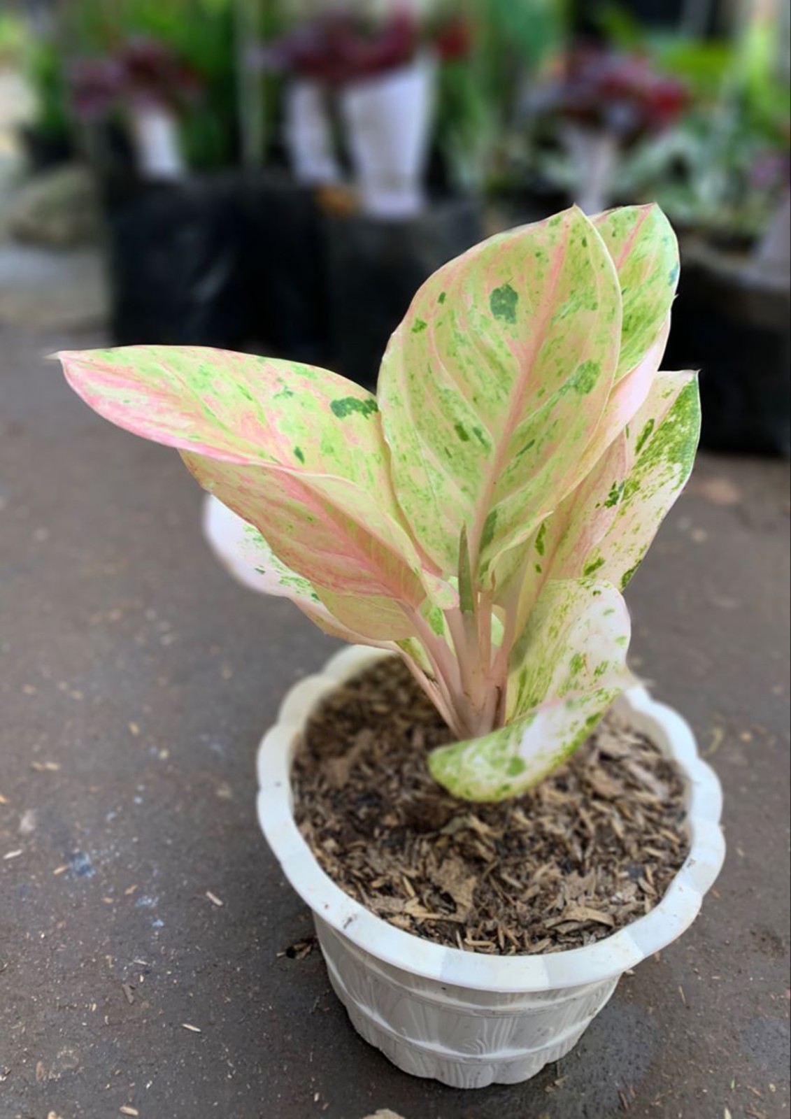 Aglonema Emerald with Rare Aroid Indoor Houseplant