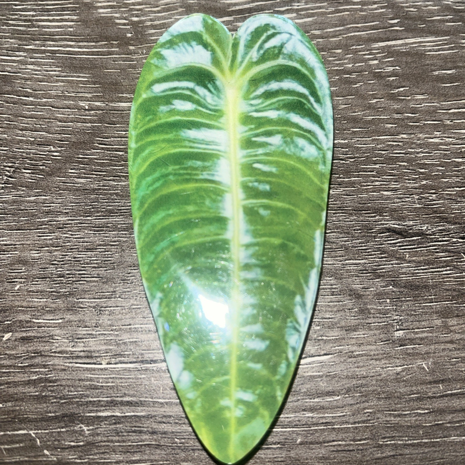 Large 3.75” Glossy Resin Anthurium Veitchii Or King Anthurium Phone Grip Socket
